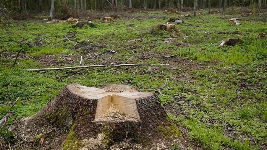 Setor florestal registra R$ 5,1 bilhões no Paraná Paraná lidera a produção nacional de lenha proveniente da silvicultura